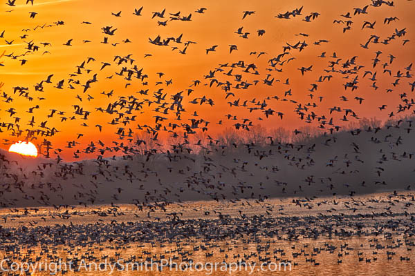 Cloud of Snow Geese at Sunrise